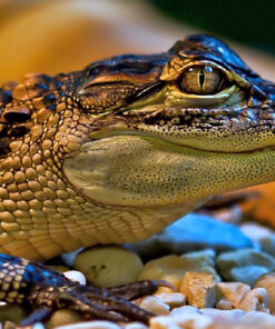 Crocodilians for Sale