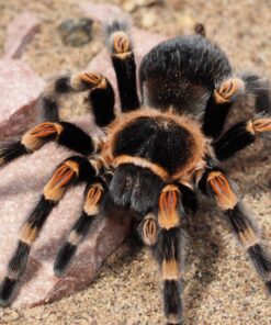 Tarantulas for Sale