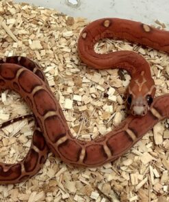 BABY BLOOD RED SCALELESS CORNSNAKE FOR SALE