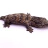 PURPLE NUU ANA LEACHIANUS GECKOS FOR SALE