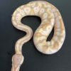 Pastel Ball Python