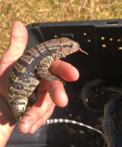 BABY ICE TEGU HET ALBINO FOR SALE