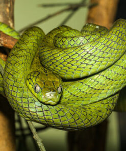 GREEN CAT EYE SNAKES FOR SALE