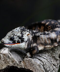 CALICO ABRONIA LYTHROCHILAS FOR SALE