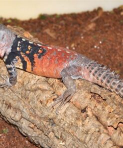 Baby Yucatan Spiny Tail Iguana Ctenosaura Defensor