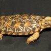 ADULT PANCAKE TORTOISE FOR SALE