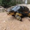 African Dwarf Mud Turtle For Sale