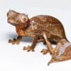 SATANIC LEAFTAIL GECKO FOR SALE