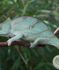 PARSON’S CHAMELEONS FOR SALE