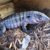 BABY DEEP PURPLE TEGUS FOR SALE