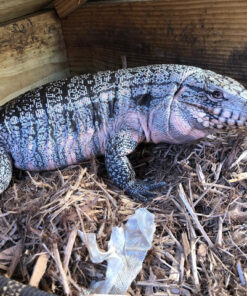 BABY DEEP PURPLE TEGUS FOR SALE