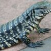 Tegus lizard