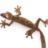 GIANT LEAF TAIL GECKO FOR SALE