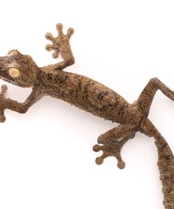 GIANT LEAF TAIL GECKO FOR SALE