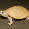 BABY PASTEL HYPO MISSISSIPPI MAP TURTLE FOR SALE