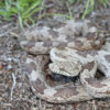 Gray Ratsnake