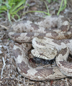 Gray Ratsnake