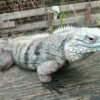 CAYMAN BRAC IGUANAS FOR SALE