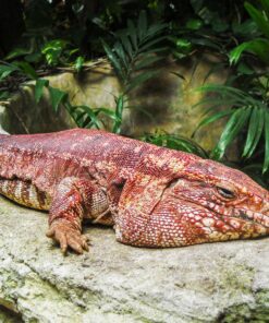 PARAGUAYAN RED TEGU