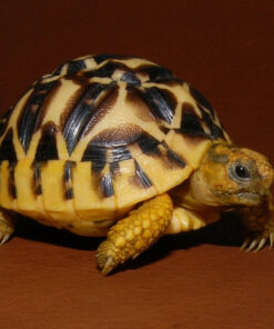 BABY SRI LANKAN STAR TORTOISE FOR SALE