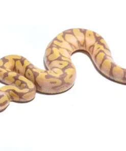 Scaleless Ball Python