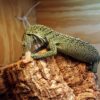 BABY KORDENSIS GREEN TREE MONITOR FOR SALE