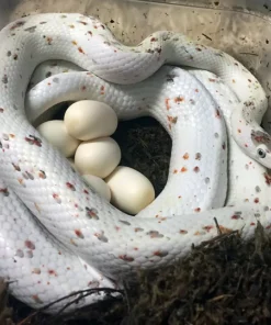 Palmetto Corn Snake