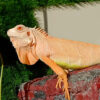 BABY ALBINO IGUANA FOR SALE