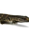 Black throat Monitor