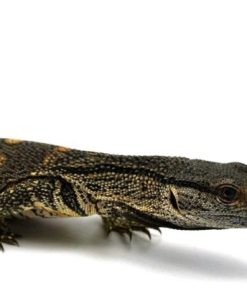 Black throat Monitor