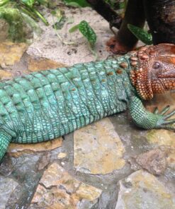 CAIMAN LIZARD FOR SALE