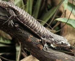 ABRONIA LEUROLEPIS FOR SALE