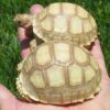 BABY HYPO SULCATA TORTOISE FOR SALE