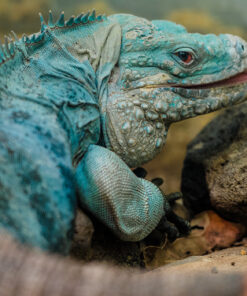 GRAND CAYMAN BLUE IGUANA FOR SALE