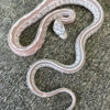 Tessera Corn Snake