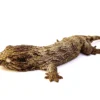 BABY MT KOGHIS LEACHIANUS GECKOS FOR SALE