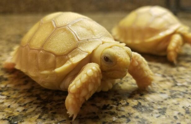 BABY IVORY SULCATA TORTOISE FOR SALE - Domestic Exotics Pets