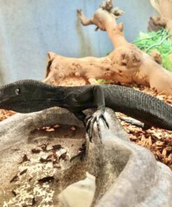 BLACK TREE MONITOR FOR SALE