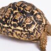 ADULT FEMALE LEOPARD TORTOISES FOR SALE