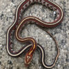 Okeetee Tessera Corn Snake