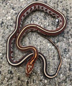 Okeetee Tessera Corn Snake