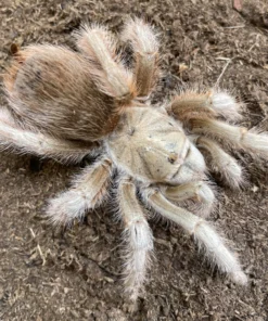 Aphonopelma sp