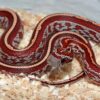 Sunkiss Tessera Corn Snake