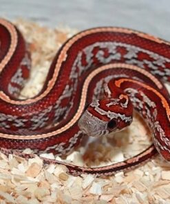 Sunkiss Tessera Corn Snake