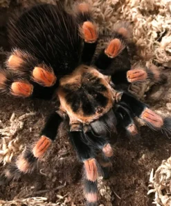 Mexican Redknee Tarantula