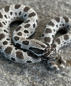 Axanthic Anaconda Western Hognose snake