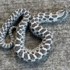 Het Snow Western Hognose Snakes