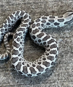 Het Snow Western Hognose Snakes