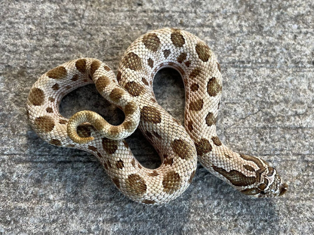 Anaconda het ALBINO Western Hognose Snakes (Heterodon nasicus ...