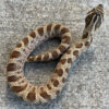 axanthic Phase Western Hognose Snakes